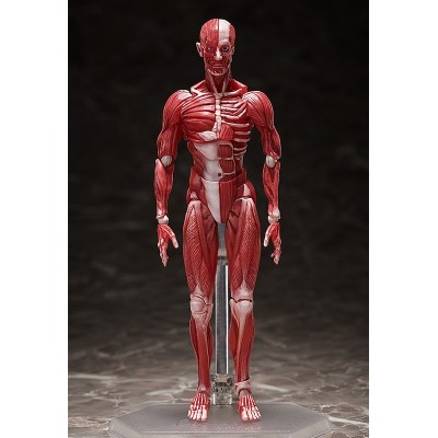 HUMAN ANATOMICAL MODEL FIGMA ACTION FIGURE FREEING