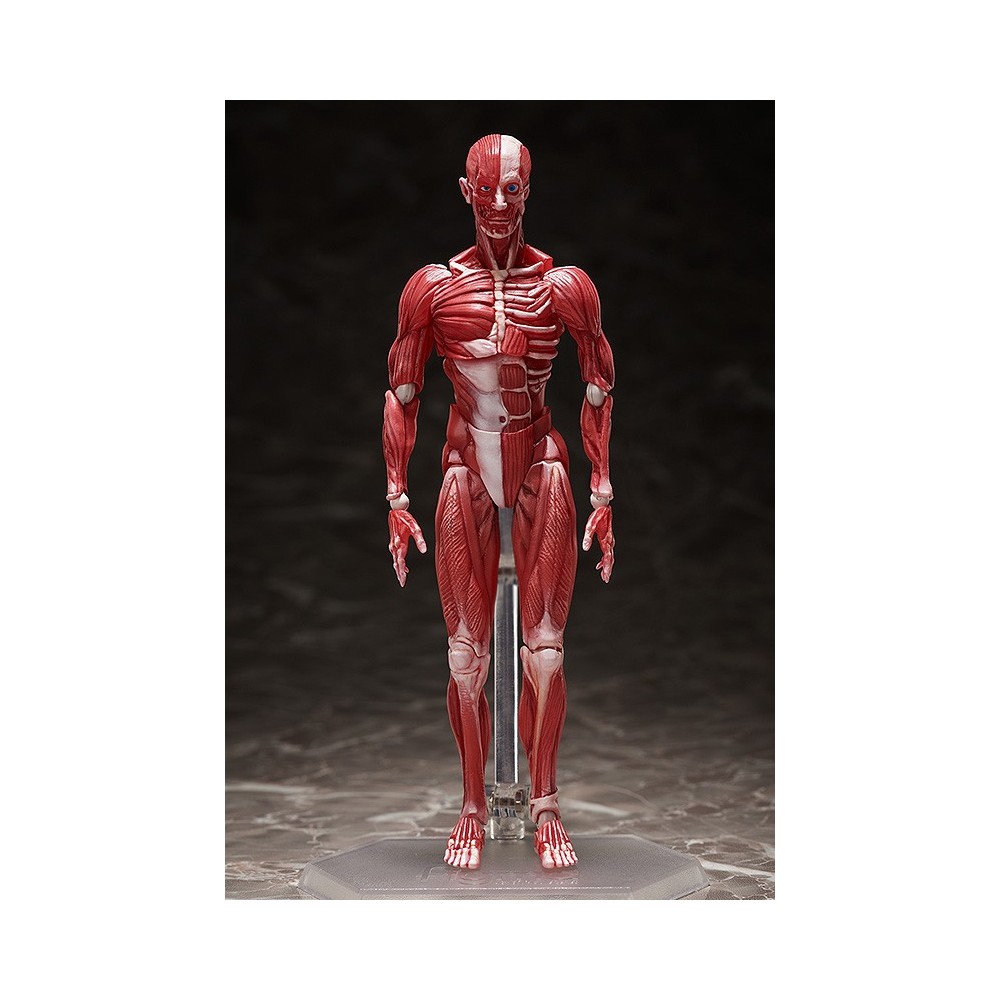HUMAN ANATOMICAL MODEL FIGMA ACTION FIGURE FREEING