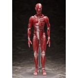 HUMAN ANATOMICAL MODEL FIGMA ACTION FIGURE FREEING