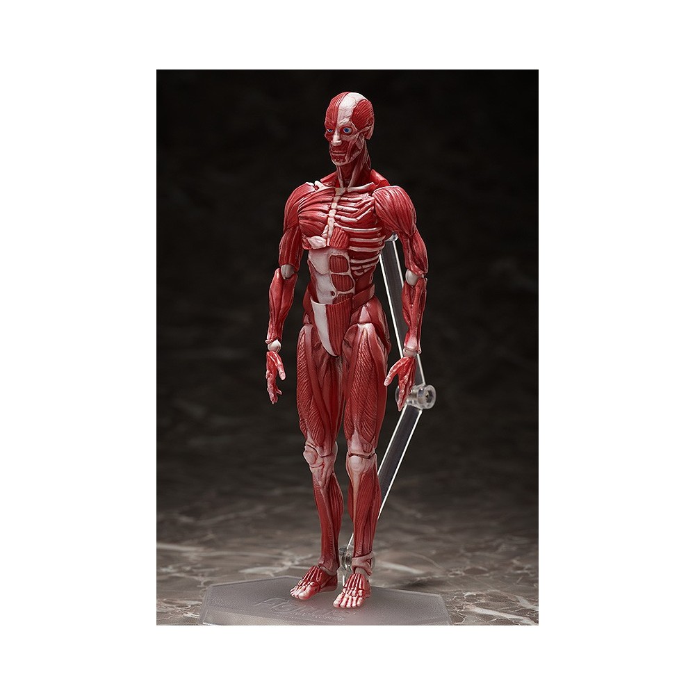 HUMAN ANATOMICAL MODEL FIGMA ACTION FIGURE FREEING