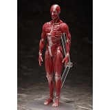HUMAN ANATOMICAL MODEL FIGMA ACTION FIGURE FREEING