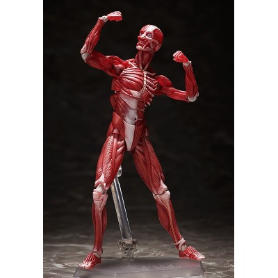 HUMAN ANATOMICAL MODEL FIGMA ACTION FIGURE FREEING