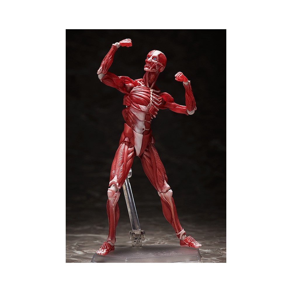 HUMAN ANATOMICAL MODEL FIGMA ACTION FIGURE FREEING