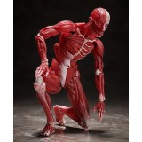 HUMAN ANATOMICAL MODEL FIGMA ACTION FIGURE FREEING