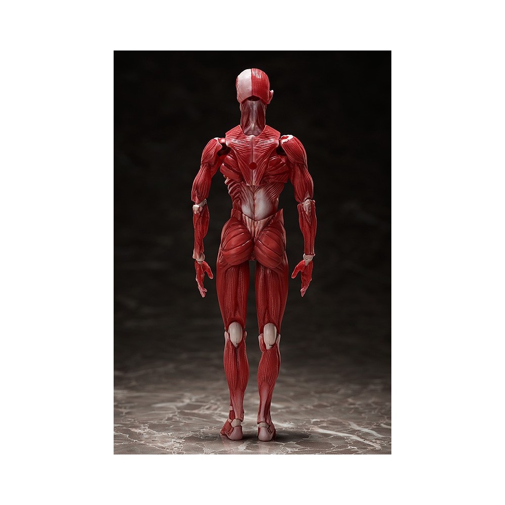 HUMAN ANATOMICAL MODEL FIGMA ACTION FIGURE FREEING