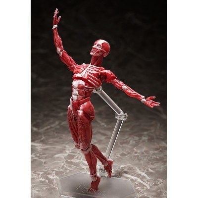 HUMAN ANATOMICAL MODEL FIGMA ACTION FIGURE FREEING