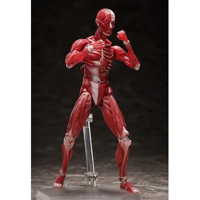HUMAN ANATOMICAL MODEL FIGMA ACTION FIGURE FREEING