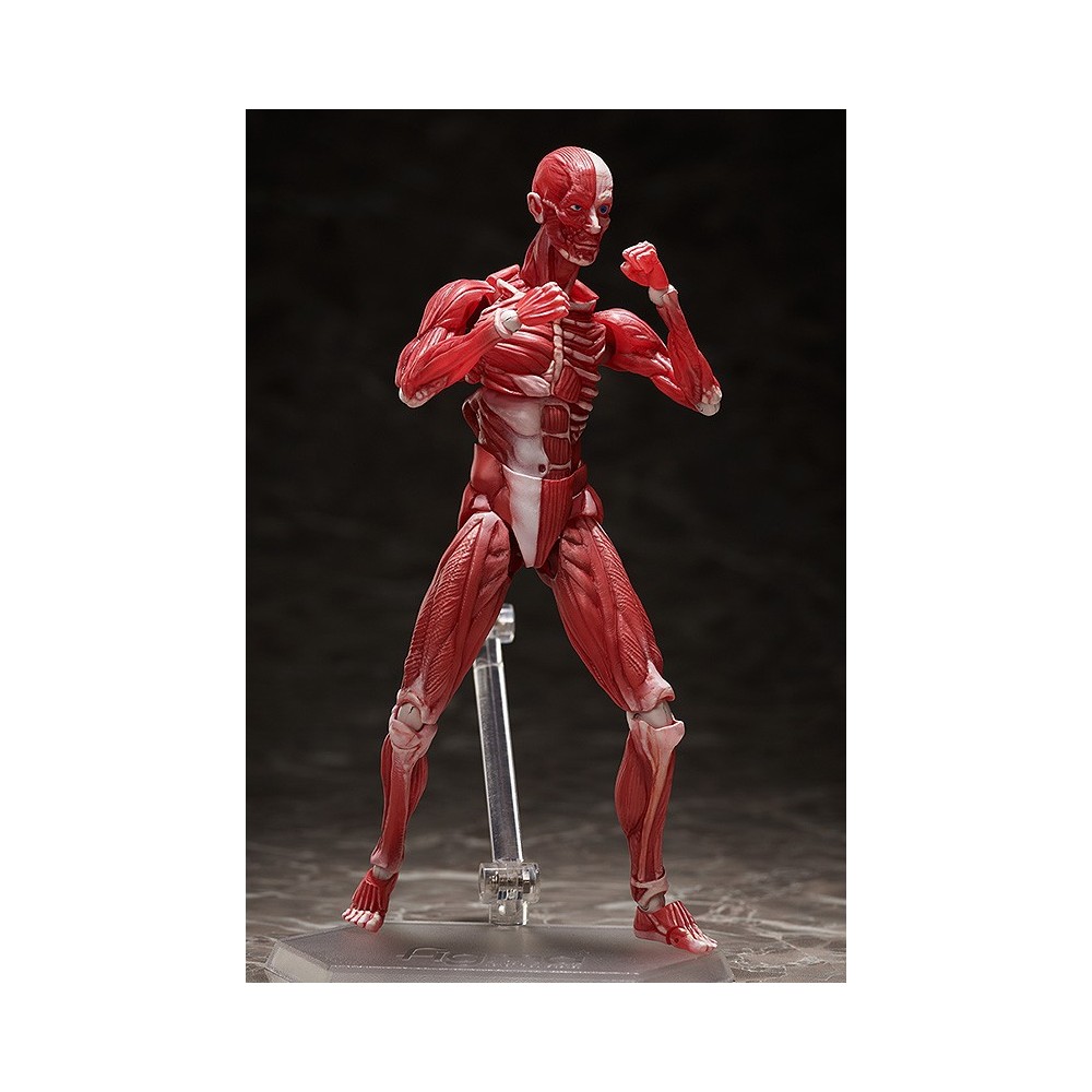HUMAN ANATOMICAL MODEL FIGMA ACTION FIGURE FREEING