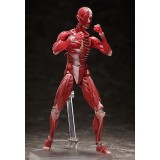 HUMAN ANATOMICAL MODEL FIGMA ACTION FIGURE FREEING