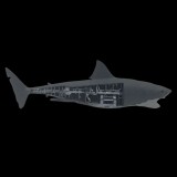 JAWS LO SQUALO MECHANICAL BRUCE SHARK SCALED PROP REPLICA FACTORY ENTERTAINMENT