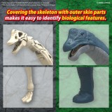 BANDAI PLANNOSAURUS BRACHIOSAURUS MODEL KIT FIGURE