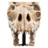 IL SIGNORE DEGLI ANELLI LORD OF THE RINGS SKULL OF A FELL BEAST REPLICA 21CM WETA